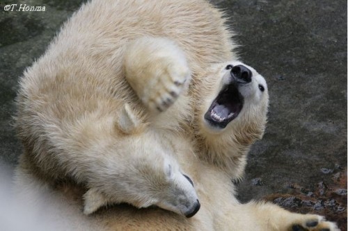 ９月１３日のイコロとキロル