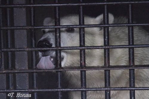 今年の9月12日のくまくま、朝編