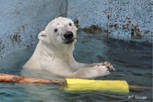 浪速のアイドル