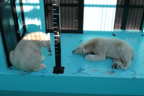 デジカメで撮ったくま詰め合わせ