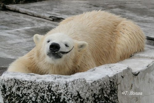 昨年の9月19日のくまくま