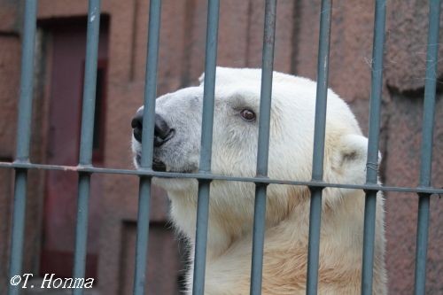 ブフォ！ブフォ！