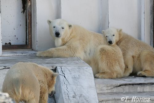 で、２７日のくまくま