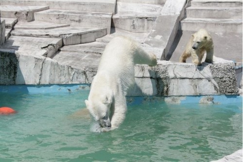 ララ様の飛び込み