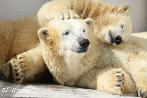 その頃キロルは