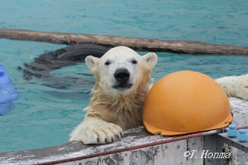 10月11日のイコキロ