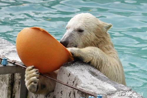 10月11日の可愛いくまくま揃えました