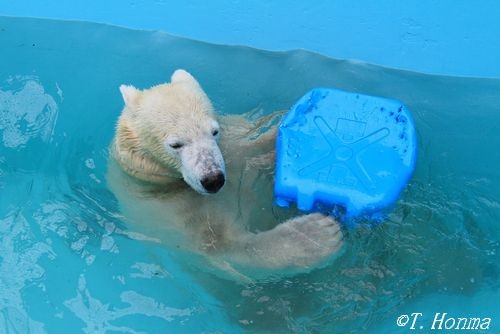 10月9日のキロルとポリタン