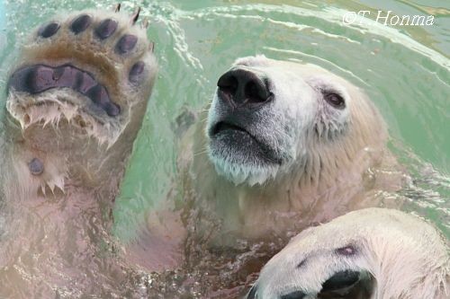 キロル君アップで迫ってみた