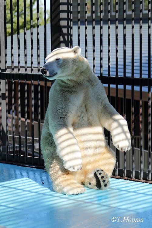 今日はイコロ君中心で