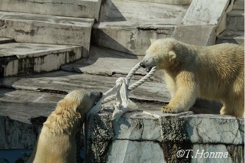 昨年１０月２５日の双子の綱引き