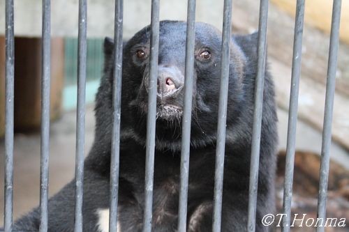 月の輪くまのペロペロタイム