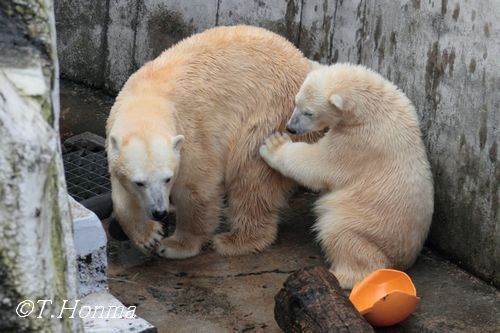 昨年11月8日の甘えん坊さん