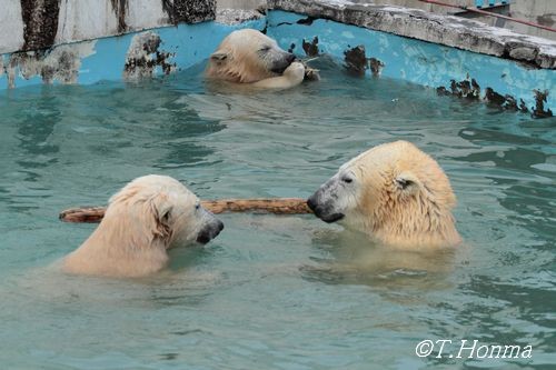 昨年11月8日の水泳教室