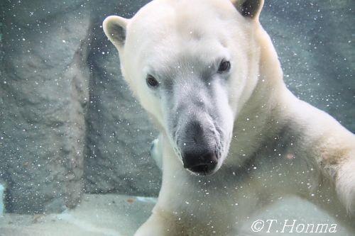 日本平のロッシー君