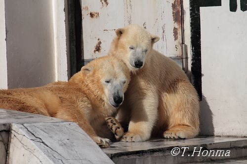 合成写真（天然物）