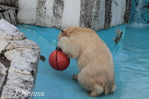 ちょうど１年前のイコロと赤いブイ