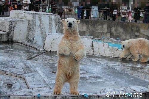 昨年１１月２２日のイコロ