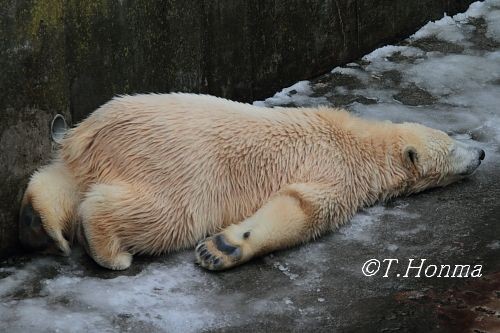昨年の11月29日のごろごろキロル