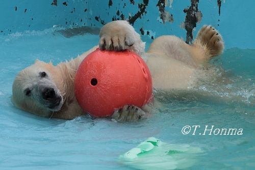 昨年１１月２９日のプールの王子様