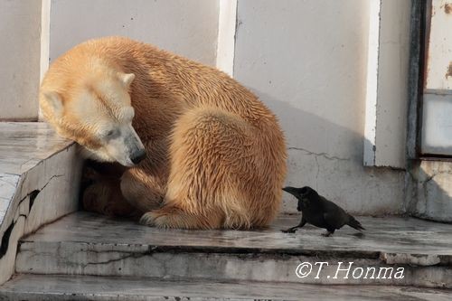 12月6日のララとカラスと