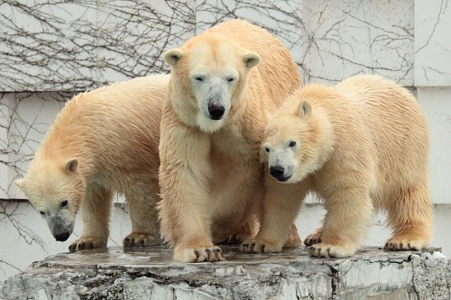 祝2歳おめでとうイコロ・キロル