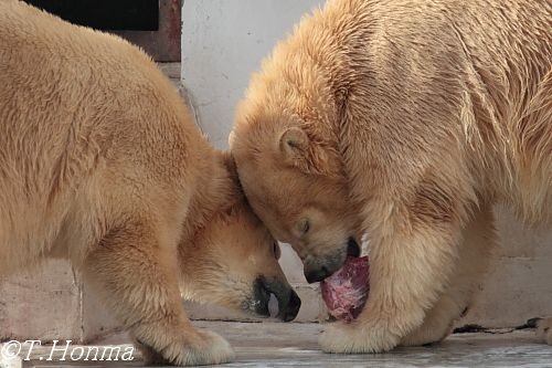 12月5日のごろごろさん