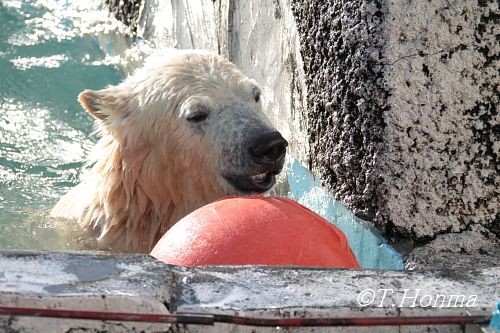 13日のイコキロ