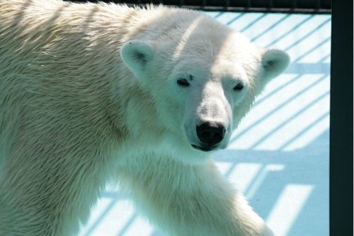 今日はピリカの誕生日