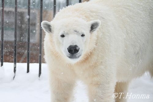 12月１８日のキロルもイコロもぽんぽこりん！！