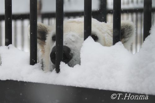 12月18日のイコロ