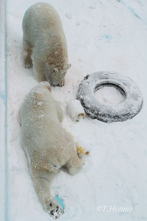 18日のイコロのかまって～