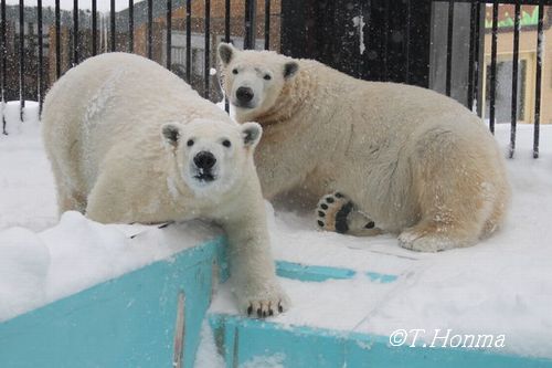 お兄ちゃんになりました