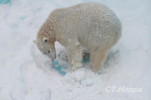こんなに大きくなりました