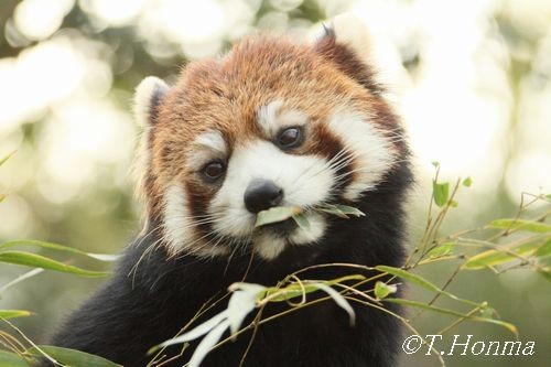 26日の多摩動のレッサー