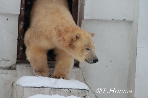 ちょうど1年前の元旦のくまくま
