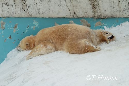 ちょうど1年前の元旦のイコロ
