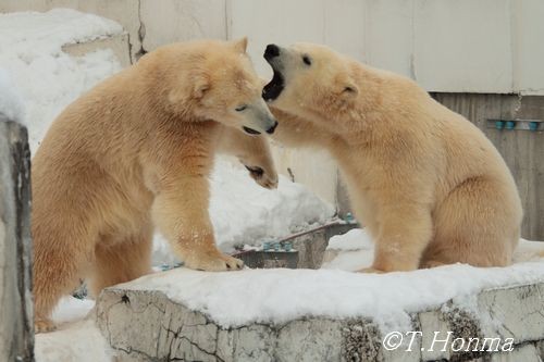 1年前の元旦のくまくま