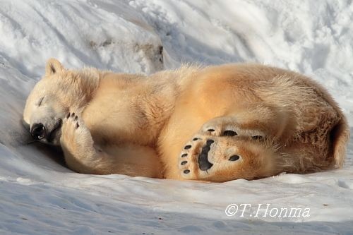 ちょうど1年前の1月3日のくまくま