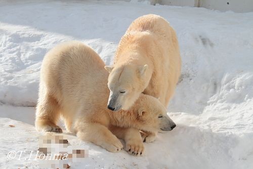 1月3日の授乳後のくまくま