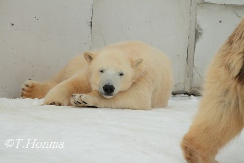 3日のキロルが下に降りてしまった後のイコロ