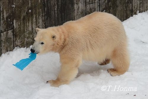 3日のイコロがゴロゴロしてた後のキロル