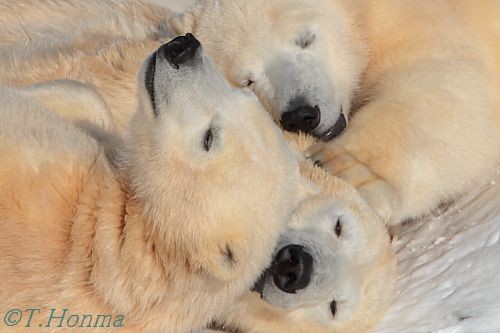 1年前の1月4日のねむねむクマクマ