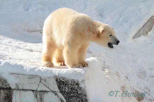 1月４日のお昼頃まで