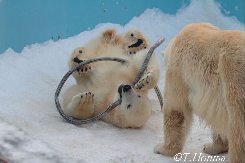 昨年の１月１１日のホースのような物