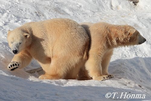 １年前の１月１４日の朝のくまくま