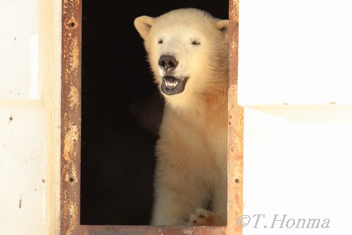 昨年１月１１日の朝一のくまくま