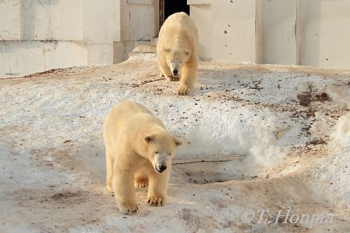 昨年１月１１日の続き