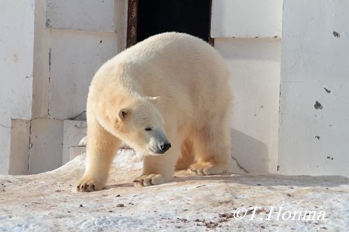 昨年１月１１日の１０時頃までのクマクマ