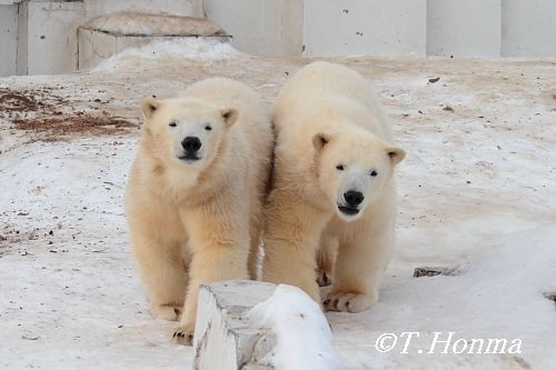 昨年１月１１日の１０時１５分までのクマクマ